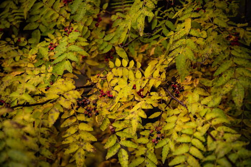 自生した山椒の実と複羽状の葉、黄緑色の小さな実が枝に密集