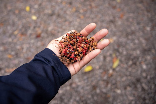 摘んだばかりの山椒の実を手のひらに広げた様子