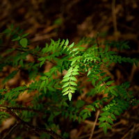 差し込む光に照らされた山椒の葉と枝の写真