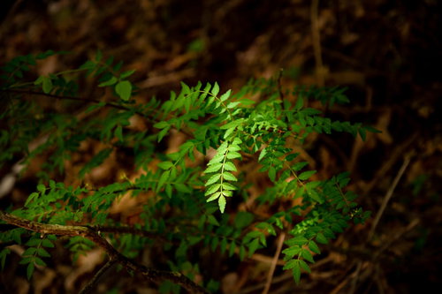 差し込む光に照らされた山椒の葉と枝