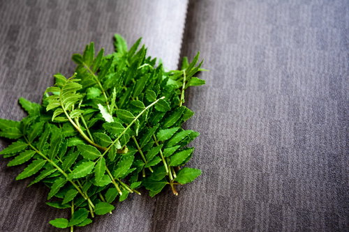 摘んだばかりの山椒の葉を白い布の上に置いた束