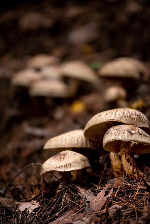 信州武石原産の松茸と落ち葉、秋の高級食材