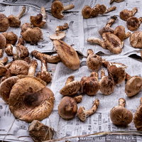 大小異なるサイズで収穫されたばかりの松茸の写真
