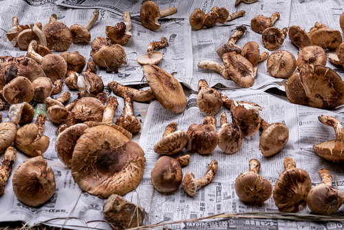 大小異なるサイズで収穫されたばかりの松茸
