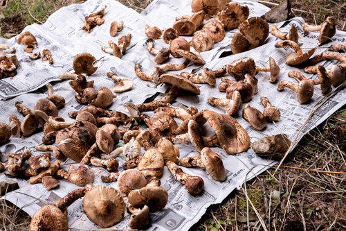 新聞紙の上に無造作に並べられた大中小の松茸