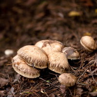 信州武石の山に自生する松茸の群生地での採取風景の写真