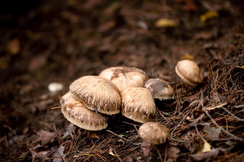 信州武石の山に自生する松茸の群生地での採取風景