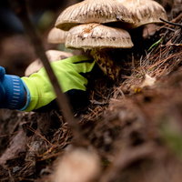 信州武石で松茸を収穫する人の手採りの様子の写真