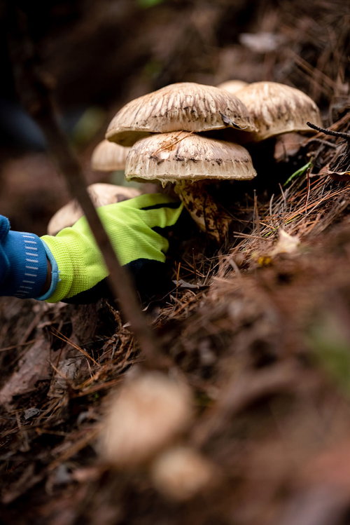 信州武石で松茸を収穫する人の手採りの様子