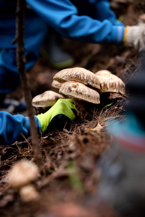 手袋をしてきのこを採る森のきのこ狩り