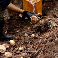 信州武石での松茸狩り参加者と収穫物の写真
