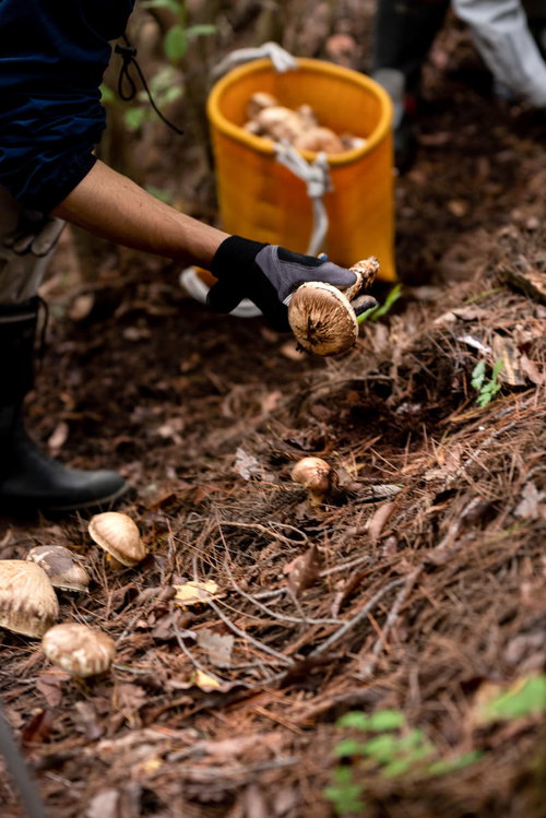信州武石での松茸狩り参加者と収穫物