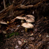 落ち葉に包まれた松茸、信州武石の秋の森で採れたまつたけの写真