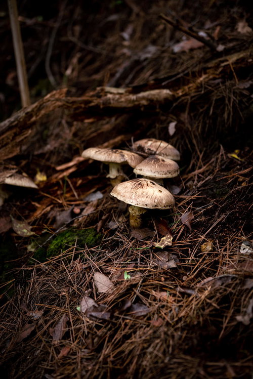 落ち葉に包まれた松茸、信州武石の秋の森で採れたまつたけ