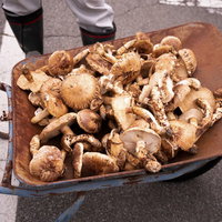 信州武石で収穫されたばかりの松茸を一輪車に乗せた光景の写真