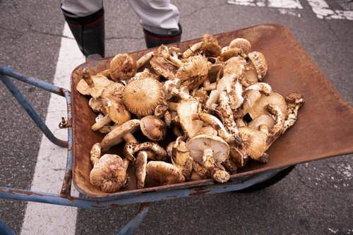 信州武石で収穫されたばかりの松茸を一輪車に乗せた光景