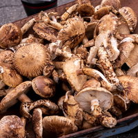 一輪車にいっぱい積まれた信州武石産の松茸の写真