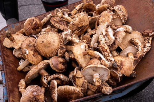 一輪車にいっぱい積まれた信州武石産の松茸