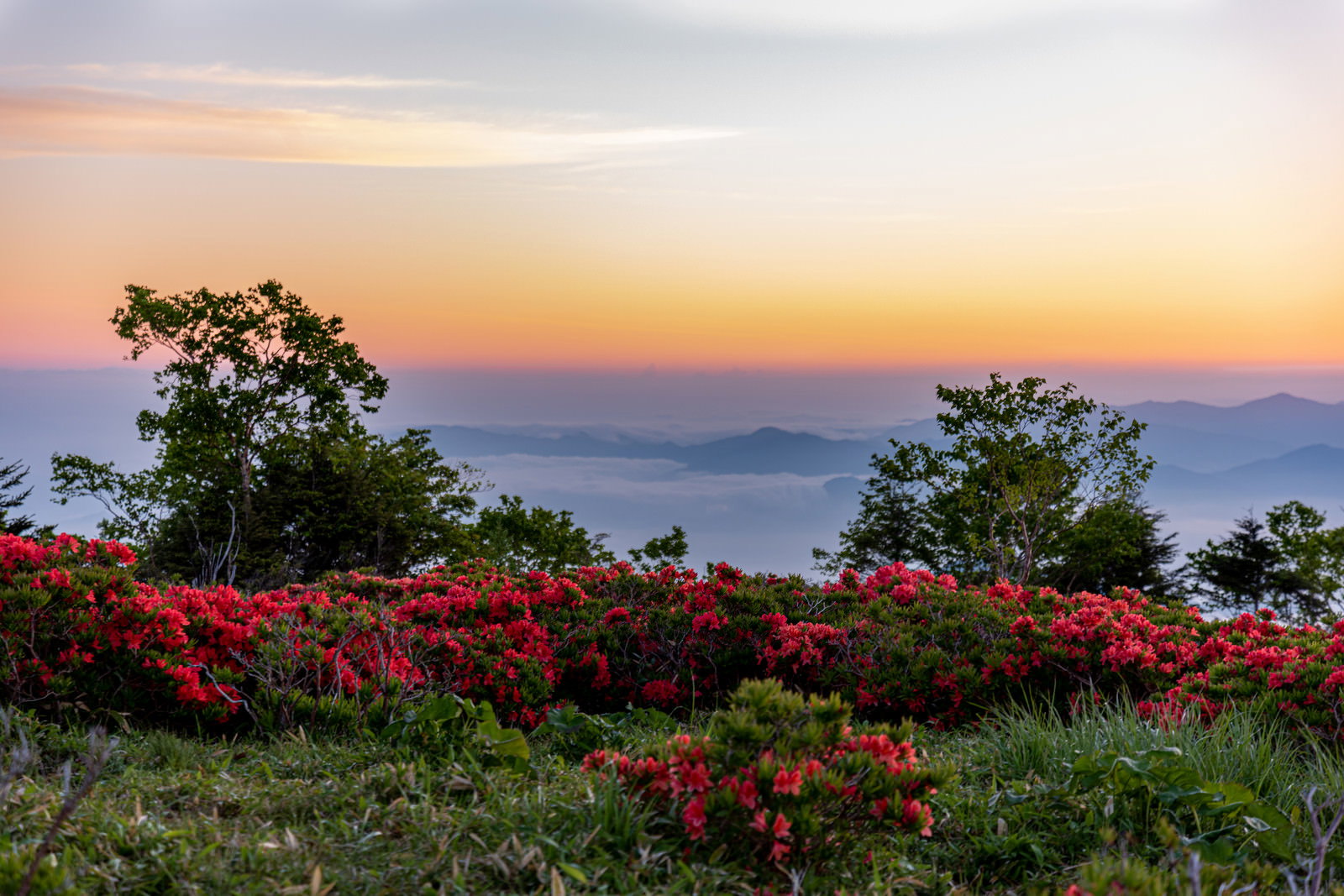 赤いツツジの群生と朝焼けの空が広がる山の風景