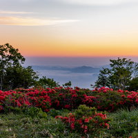 群生する山ツツジと朝焼けの風景、春の薄明の自然風景の写真
