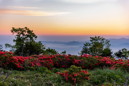 群生する山ツツジと朝焼けの風景、春の薄明の自然風景
