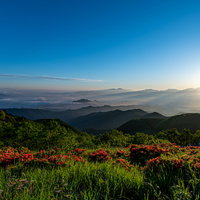 朝日が昇る雲海と山並みに咲くツツジの群生風景の写真