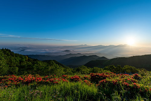 朝日が昇る雲海と山並みに咲くツツジの群生風景