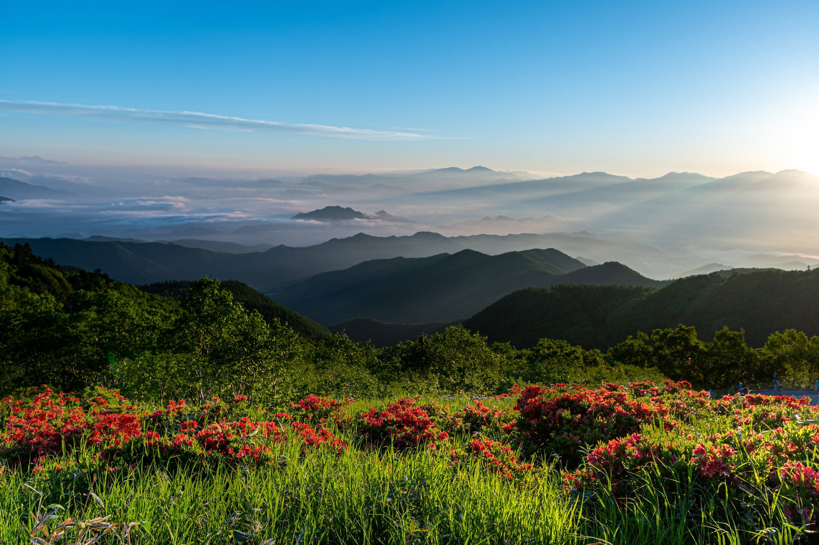 朝日に照らされた山並みを背景に、オレンジ色の山ツツジが群生している風景
