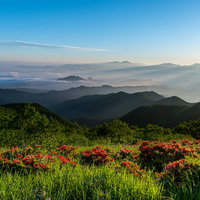 朝日に照らされるオレンジ色の山ツツジと山並みの写真