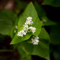 開花したソバの白い花と緑の葉、細い茎から放射状に広がる花弁の写真