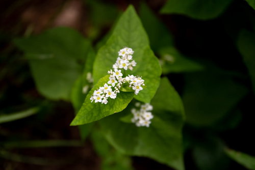 開花したソバの白い花と緑の葉、細い茎から放射状に広がる花弁