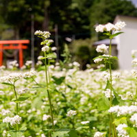 鳥居の前に広がるソバ畑の白い花が咲く秋の農村風景の写真