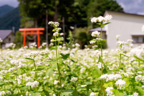 鳥居の前に広がるソバ畑の白い花が咲く秋の農村風景