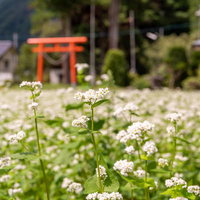 鳥居まで咲き誇る白いソバの花畑の写真