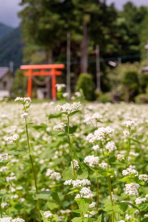 鳥居まで咲き誇る白いソバの花畑