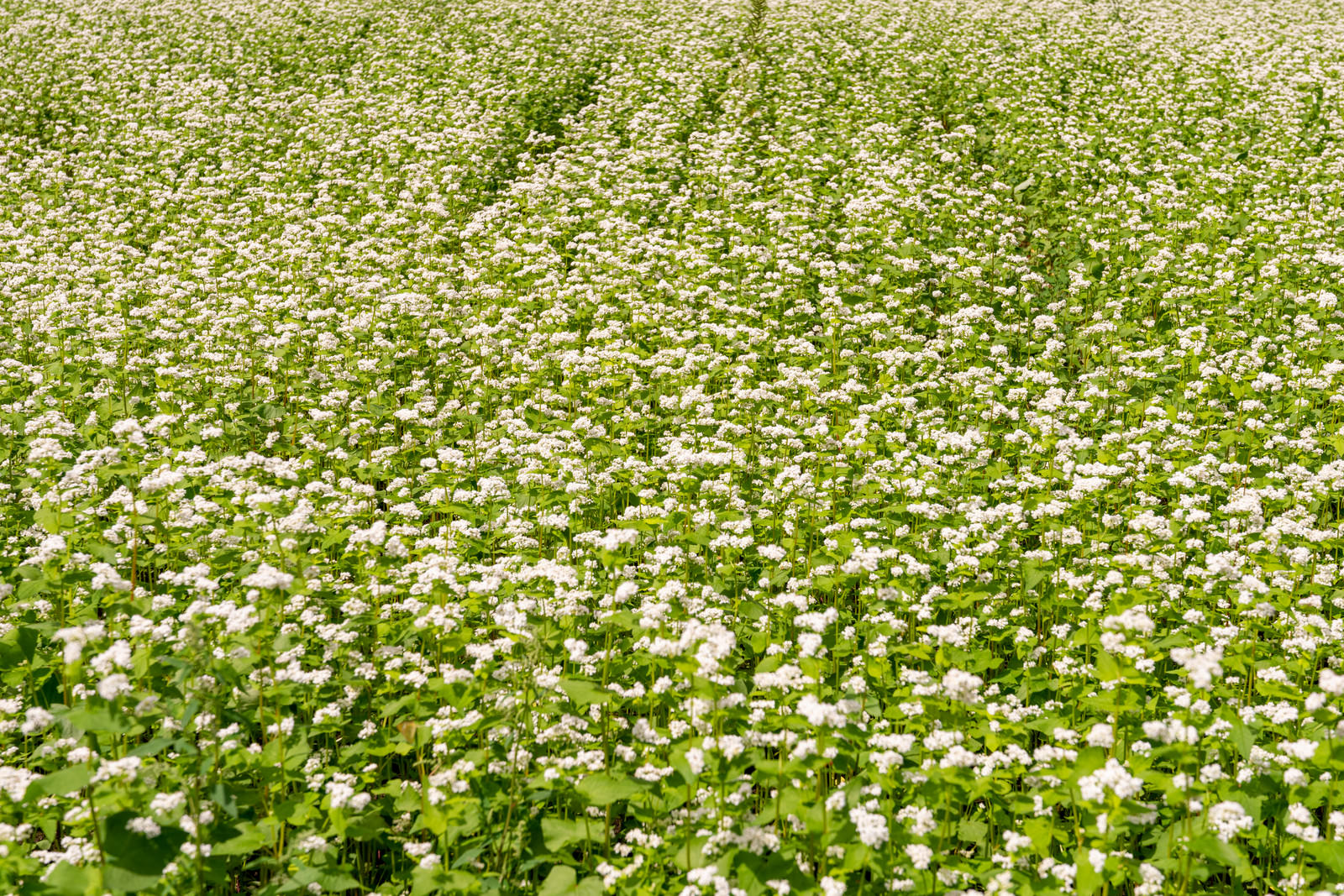 辺り一面に咲く白いそばの花が広がる畑の風景
