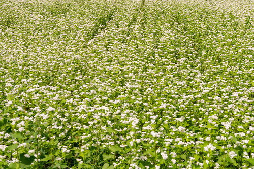 辺り一面に広がるそばの花畑