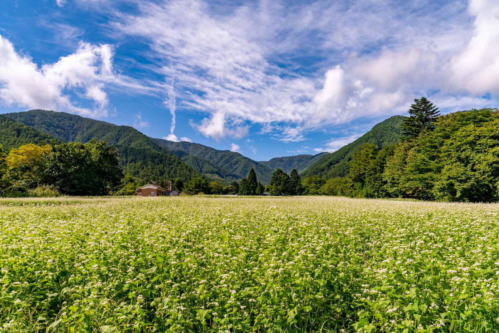 青空の下、緑の山々に囲まれた平地に白い花を咲かせたそば畑