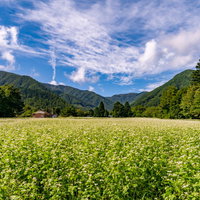 山の麓に広がるソバ畑と白い花が咲く一年草の農業風景の写真