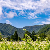 そば畑越しに映る緑の山々と青空に白い雲が浮かぶ田舎風景の写真