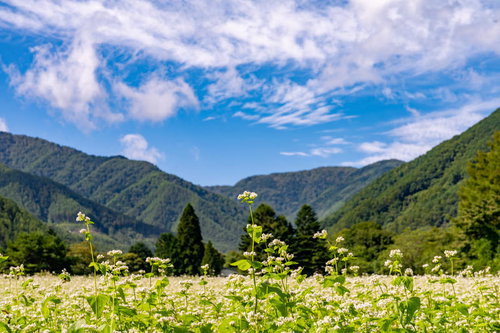 そば畑越しに映る緑の山々と青空に白い雲が浮かぶ田舎風景