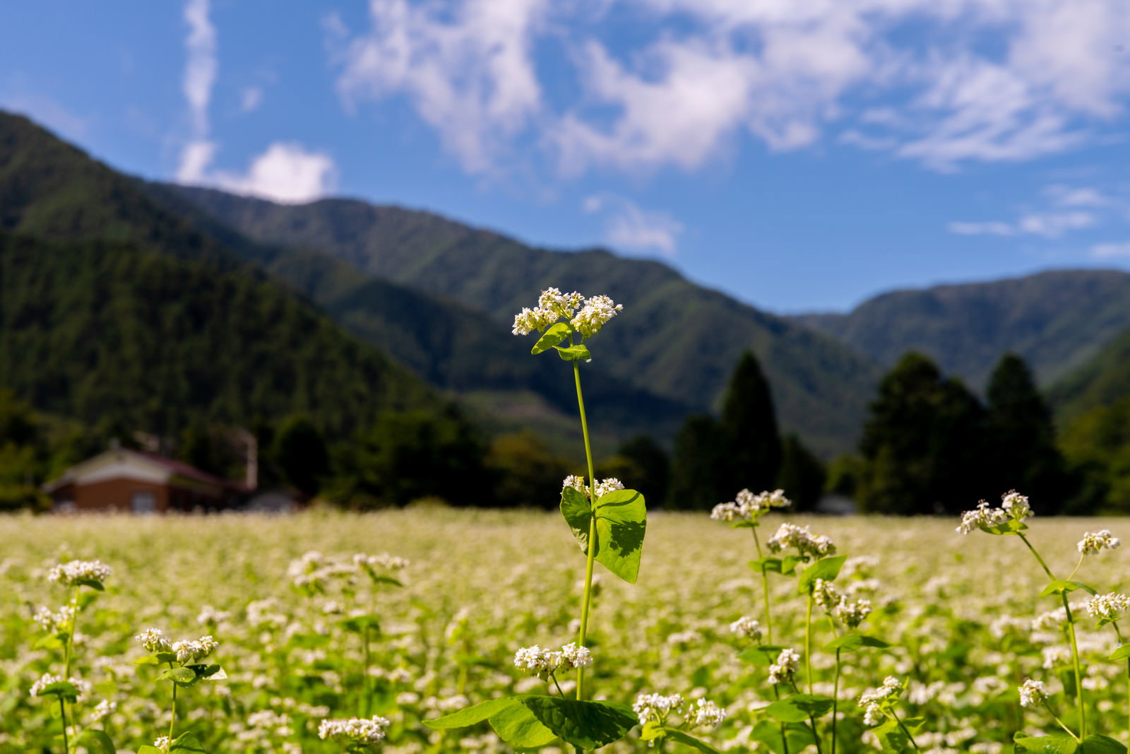 緑の畑で一本だけ高く伸びて白い花を咲かせるソバ