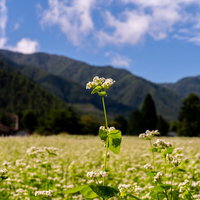 一本だけ勢いよく伸びるソバの花と白い小さな花の写真