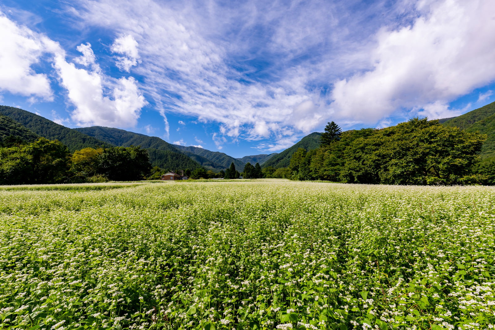 青空の下、白いソバの花が一面に咲く畑と背景の緑の山々