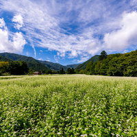 辺り一面を埋め尽くすソバの花が咲く畑の写真