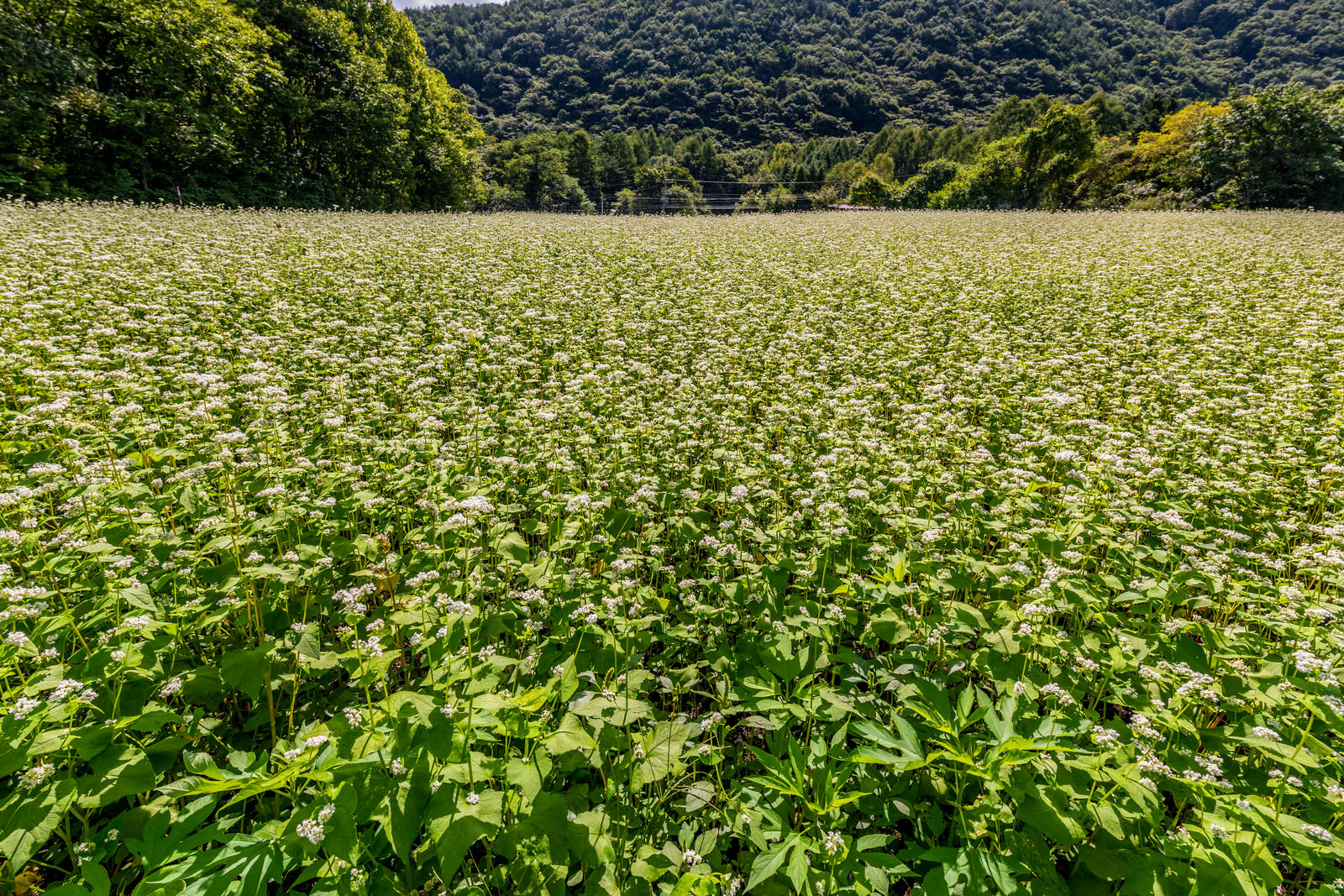 山を背景に白い花を咲かせるソバが一面に広がる畑の風景