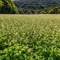 山々を背景に広がる一面のソバ畑。秋の白い花が満開の写真