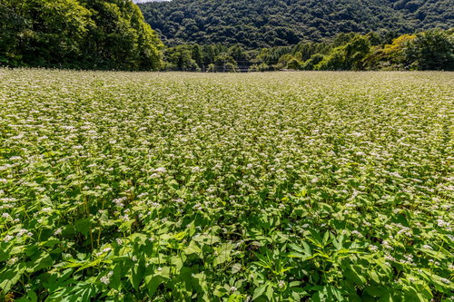 山々を背景に広がる一面のソバ畑。秋の白い花が満開