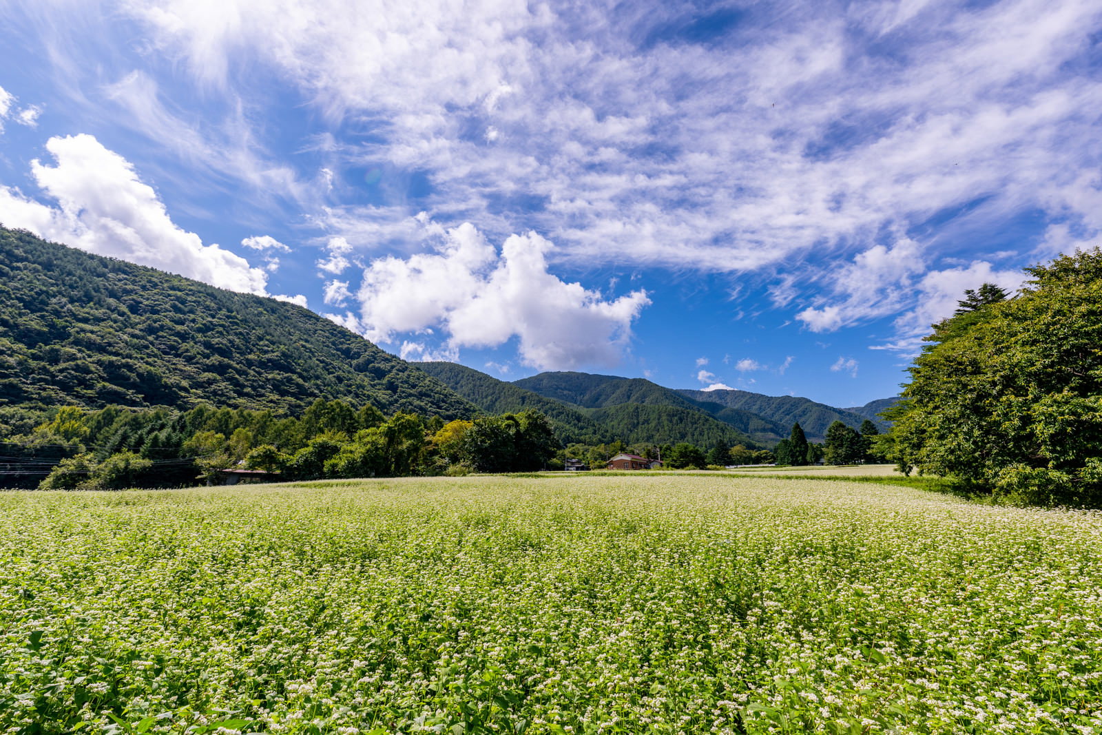 青空の下で満開の白い花を咲かせるソバ畑と緑豊かな山々