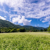 満開を迎える一面のソバ畑と青空、タデ科の白い小さな花の写真